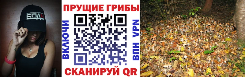 Псилоцибиновые грибы мицелий  как найти   Янаул 